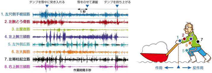 スノーダンプを使った作業時の表面筋電図